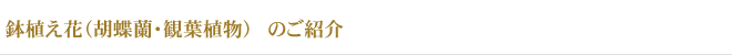 ȭ֤ΤҲ